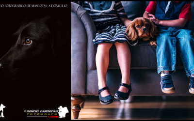Servicio Fotográfico para Mascotas
